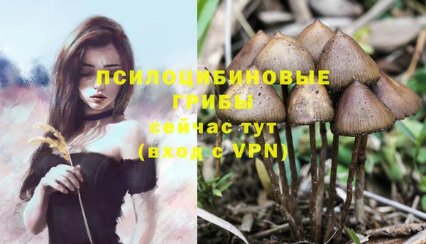 стаф Алексин