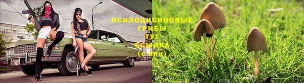 стаф Алексин